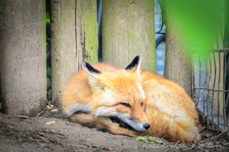 Dickerson Park Zoo in Springfield, Missouri