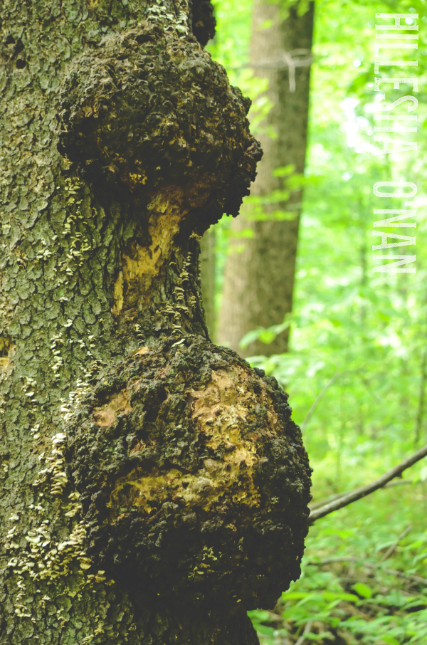 Tree Burl Tumor