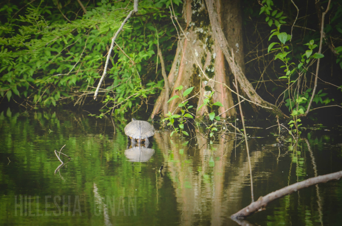 Wesselman Woods Nature Preserve Turtle